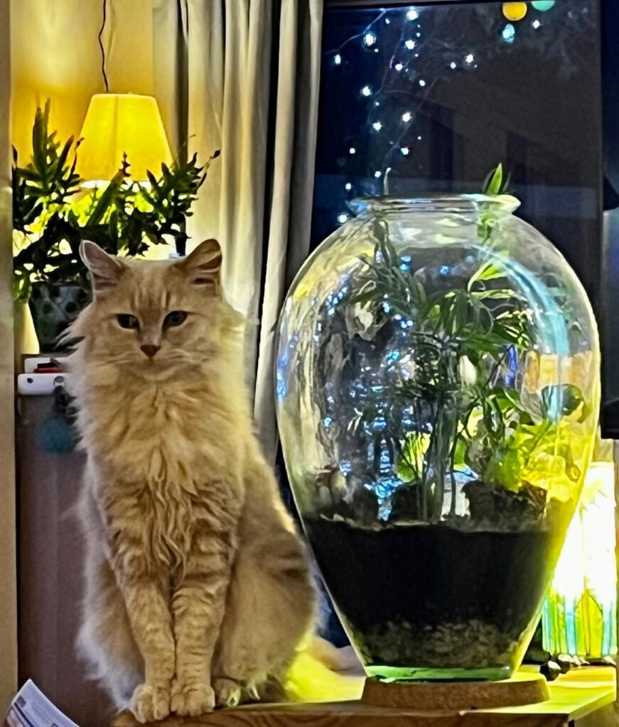 "Wise Cat Sid contemplating life beside his glass terrarium"