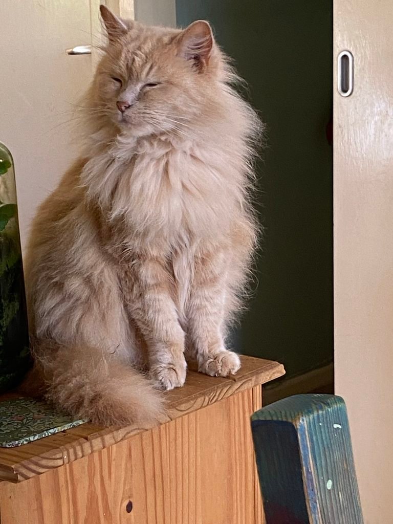 Wise Cat Sid sitting peacefully with his eyes closed.
