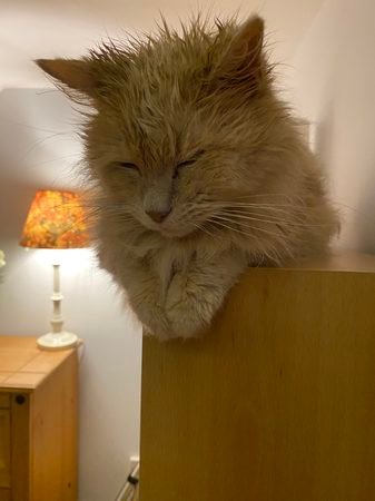 Even Wise Cats have Bad Hair Days